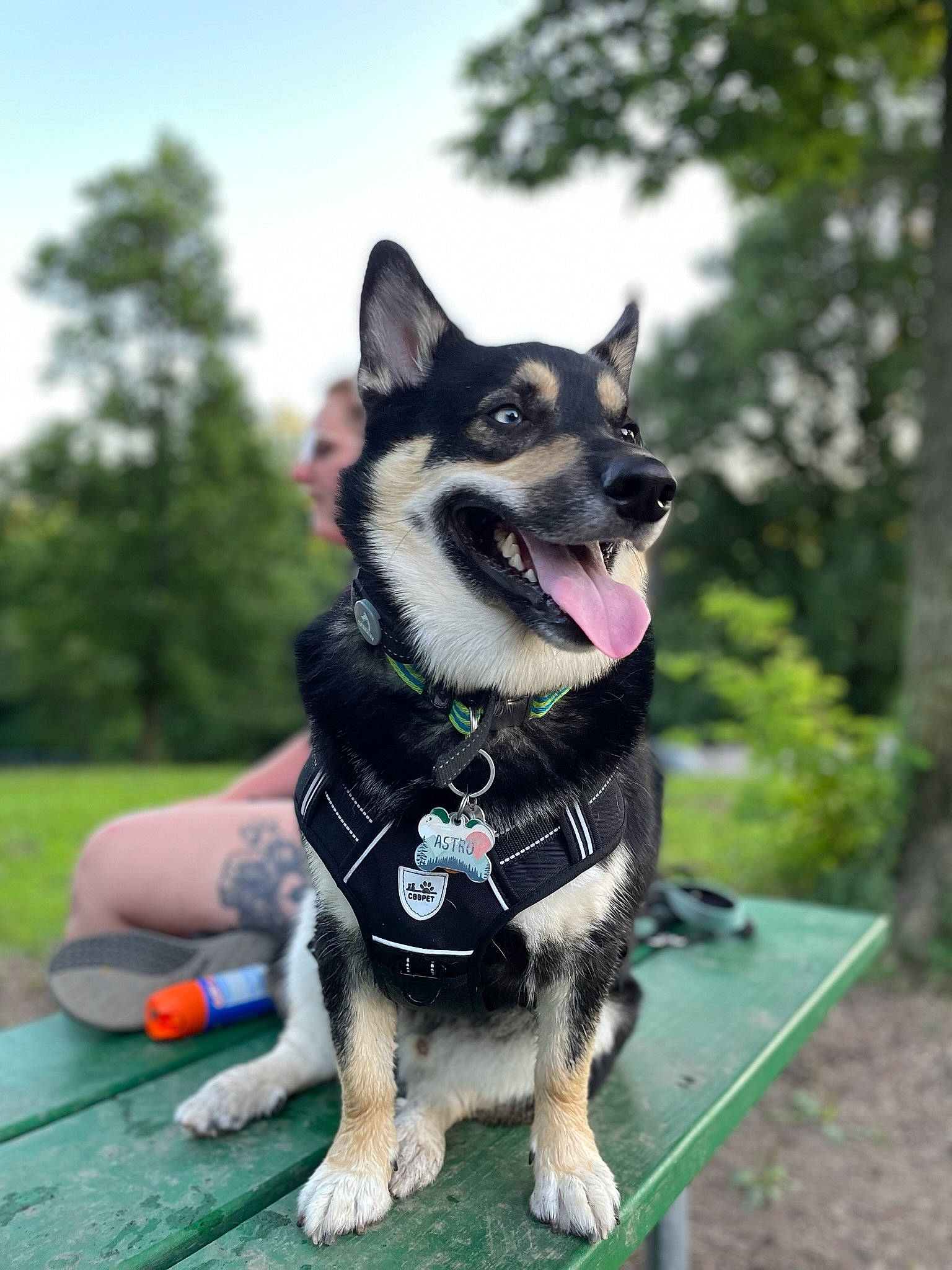 Astro joined the competition — help win amazing prizes! canidae, carnivore, collar, companion_dog, dog, dog_breed, dog_collar, dog_supply, fashion_accessory, fawn, grass, leash, plant, recreation, sky, snout, sporting_group, tail, tree, working_animal