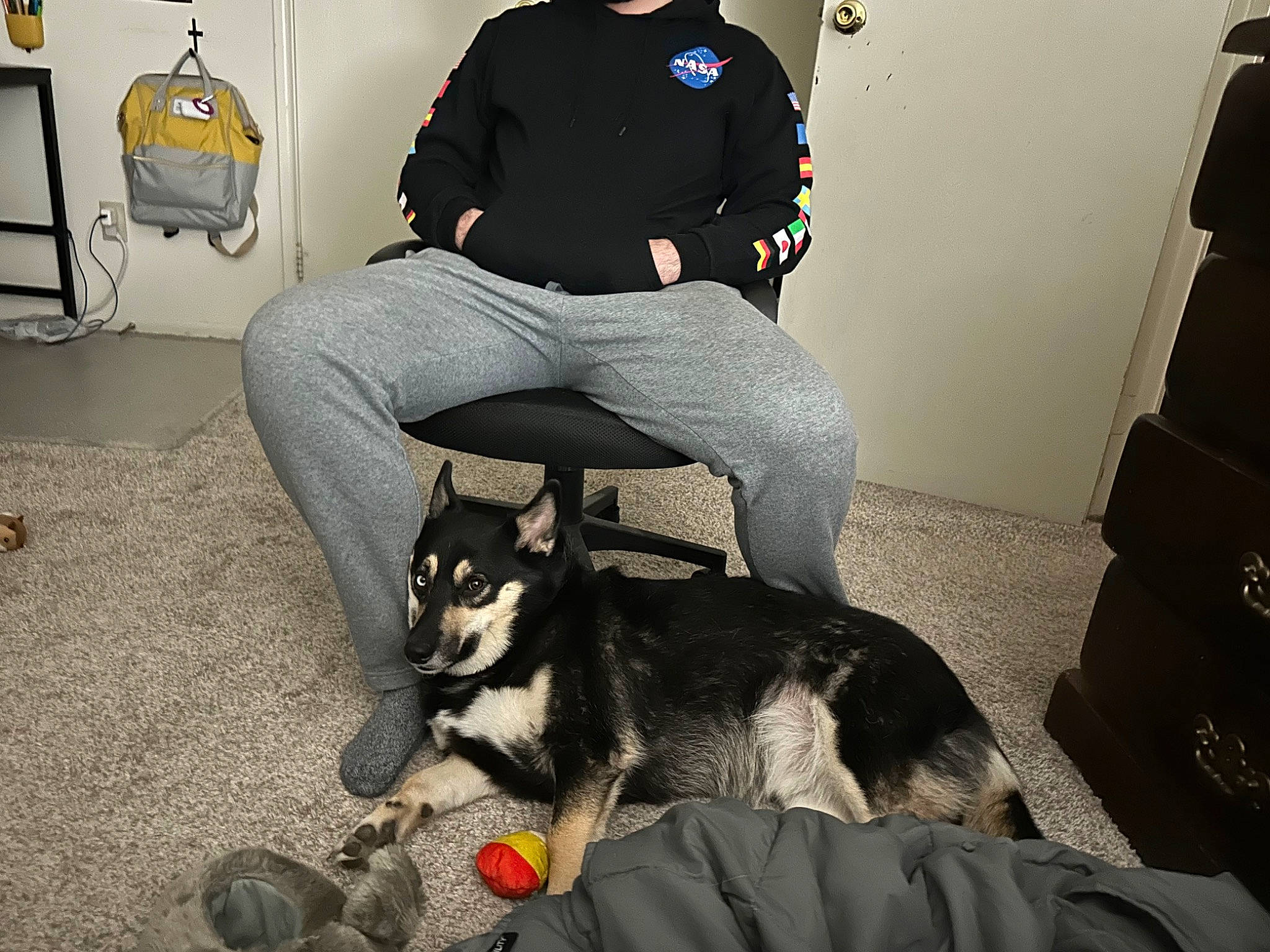 Astro is registered to the contest to win money with this photo: bag, canidae, carnivore, comfort, companion_dog, dog, dog_breed, dog_supply, flooring, fur, hat, luggage_and_bags, personal_protective_equipment, room, sitting, sporting_group, t_shirt, tail, toy_dog, working_animal