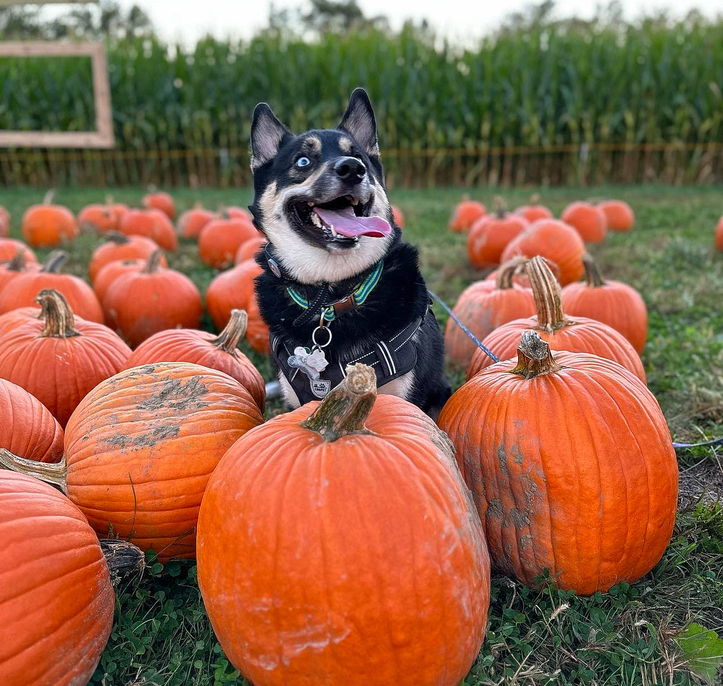 Astro joined the competition — help win amazing prizes! calabaza, carnivore, cucurbita, dog, dog_breed, field, food, gourd, grass, leaf, local_food, mammal, natural_foods, plant, pumpkin, sky, squash, vegetable, whole_food, winter_squash