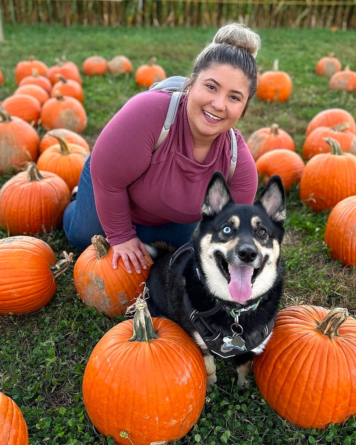 Astro is registered to the contest to win money with this photo: calabaza, carnivore, companion_dog, cucurbita, dog, dog_breed, facial_expression, fawn, gourd, grass, local_food, natural_foods, nature, plant, pumpkin, smile, squash, vegetable, whole_food, winter_squash