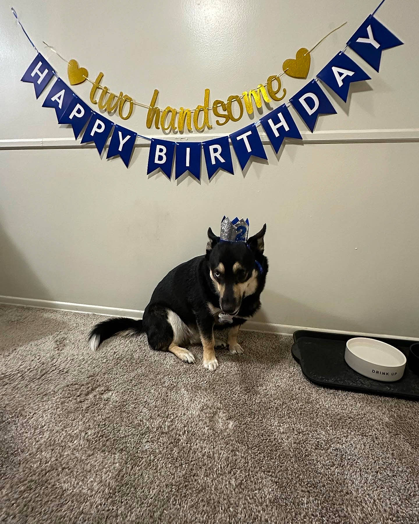 Astro joined the competition — help win amazing prizes! advertising, brand, canidae, carnivore, companion_dog, dog, dog_breed, dog_supply, flooring, font, happy, logo, paw, pet_supply, photo_caption, picture_frame, sitting, snout, sporting_group, tail