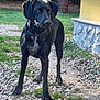 dog, black_dog, outdoor, grass, gravel, building, yellow_wall, barrel, greenery, alert, collar, pet, animal, standing, nature, yard, rocky_path, daylight, ears, muzzle