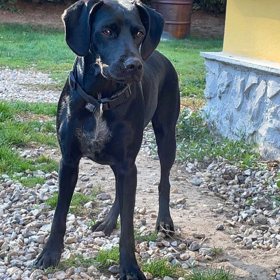 Nala participe au concours pour gagner de l'argent avec cette photo : alert, animal, barrel, black_dog, building, collar, daylight, dog, ears, grass, gravel, greenery, muzzle, nature, outdoor, pet, rocky_path, standing, yard, yellow_wall