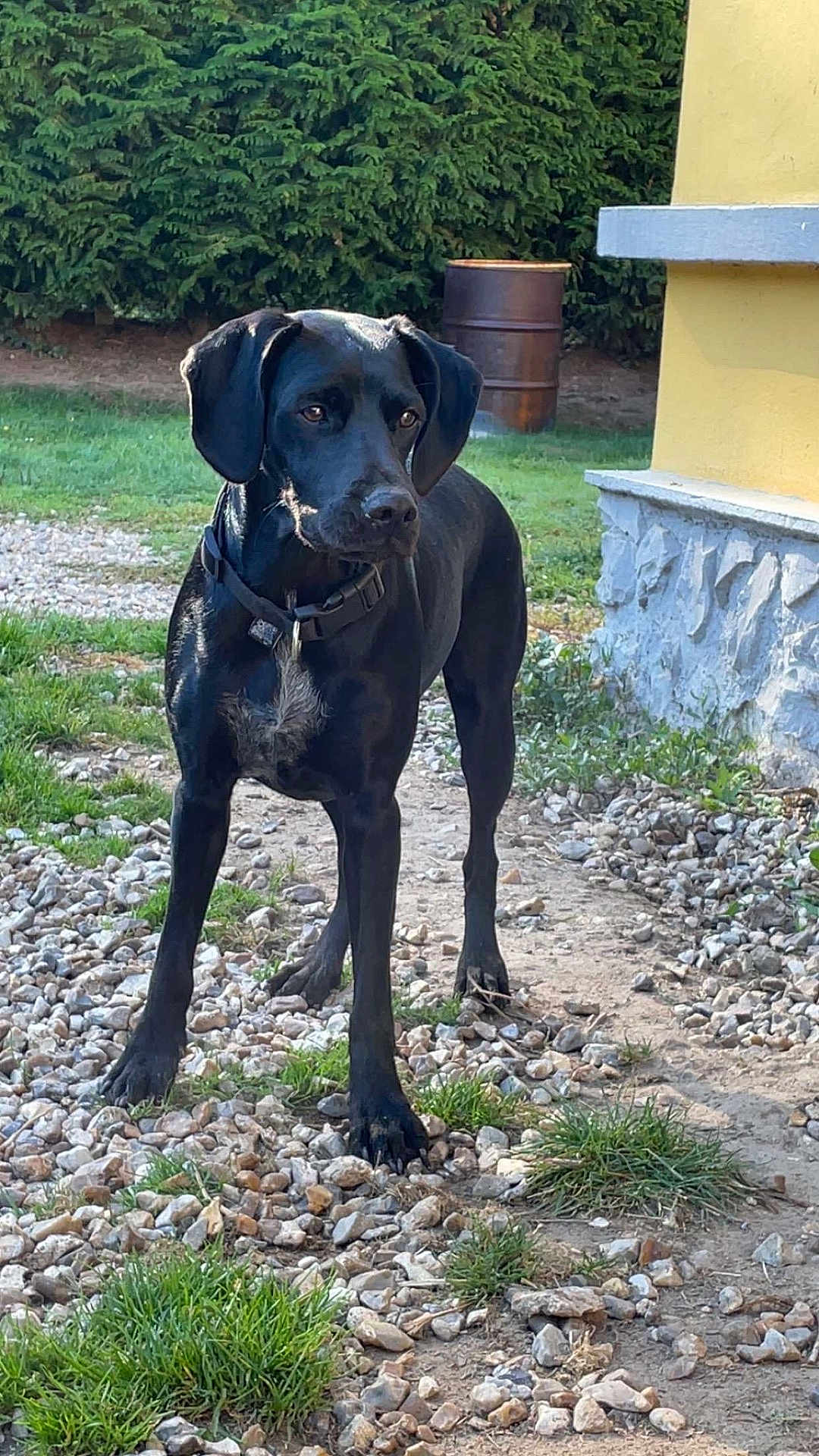 Nala participe au concours pour gagner de l'argent avec cette photo : dog, black_dog, outdoor, grass, gravel, building, yellow_wall, barrel, greenery, alert, collar, pet, animal, standing, nature, yard, rocky_path, daylight, ears, muzzle