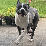 Silver a rejoint le concours — aidez-le/la à gagner de superbes lots ! dog, pet, running, motion_blur, happy, smile, outdoor, backyard, grass, concrete, potted_plants, flower, tree, closeup, front_paw, grey_coat, white_markings, domestic_animal, portrait, energetic