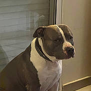 Silver a rejoint le concours — aidez-le/la à gagner de superbes lots ! dog, pitbull, pet, collar, leather_collar, brown_and_white, short_hair, sitting, indoor, doorway, window, window_shade, floor, mat, portrait, muzzle, companion, house, attentive, low_light