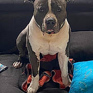 Silver a rejoint le concours — aidez-le/la à gagner de superbes lots ! dog, pitbull, pet, couch, blanket, blue_pillow, sitting, portrait, indoor, paws, snout, ears, white_fur, gray_fur, collar, drool, attentive, looking_at_camera, furniture, cozy