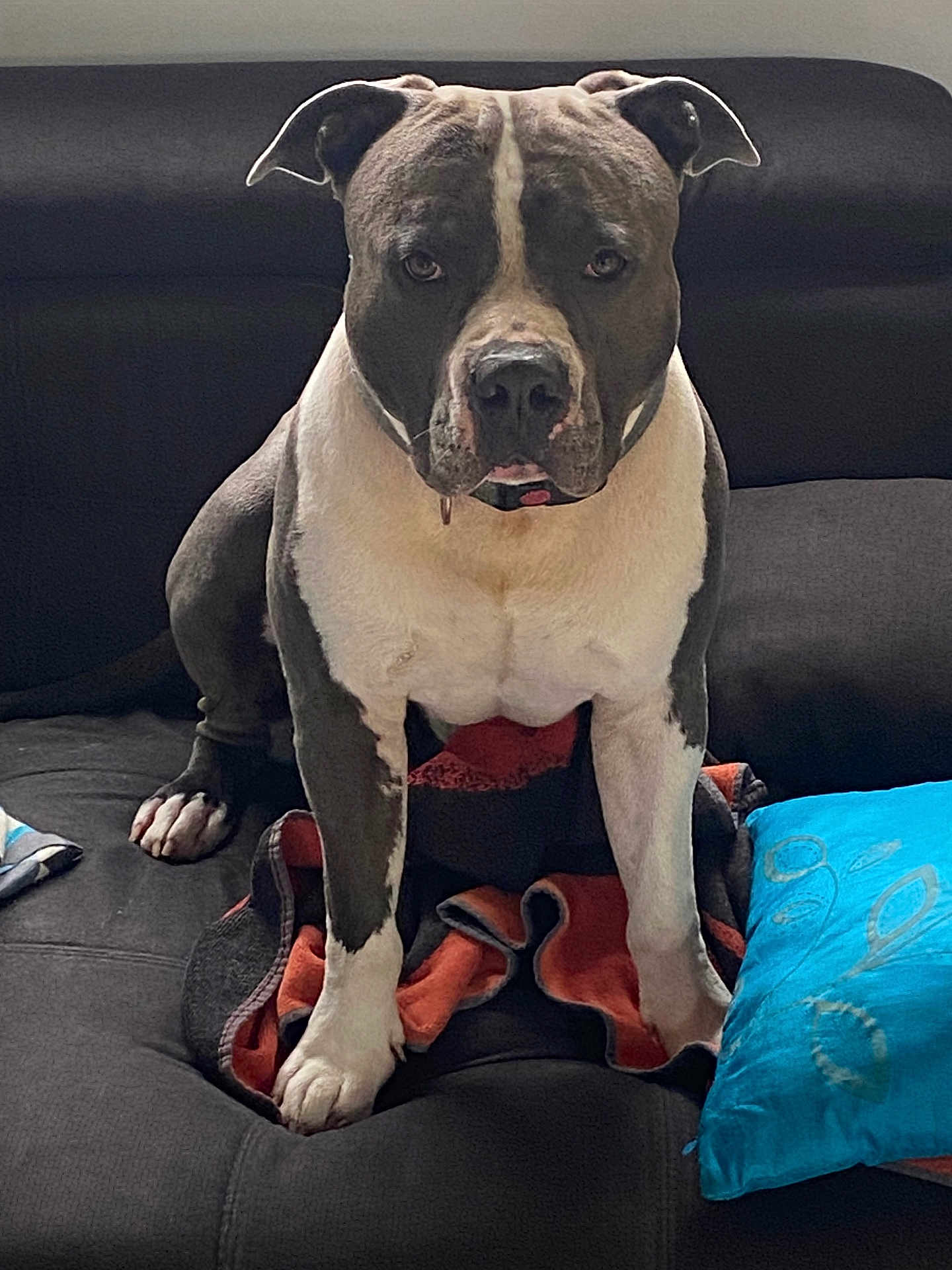 Silver a rejoint le concours — aidez-le/la à gagner de superbes lots ! dog, pitbull, pet, couch, blanket, blue_pillow, sitting, portrait, indoor, paws, snout, ears, white_fur, gray_fur, collar, drool, attentive, looking_at_camera, furniture, cozy