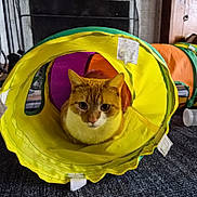 Spazz joined the competition — help win amazing prizes! bottle, carpet, cat, close_up, colorful, cozy, ears, eyes, fabric, indoor, living_room, loaf, orange_cat, pet, playful, portrait, toy_tunnel, tunnel, whiskers, white_markings