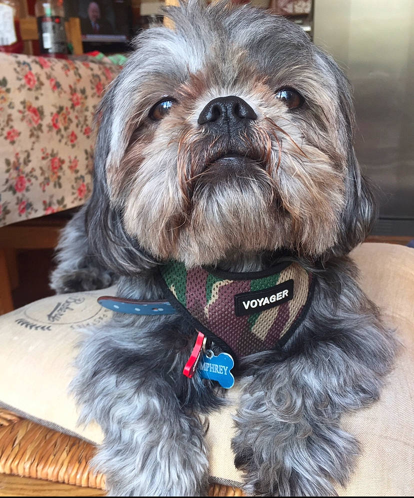 Humphrey joined the competition — help win amazing prizes! biewer_terrier, canidae, carnivore, companion_dog, dog, dog_breed, dog_supply, fawn, fur, liver, mal_shi, maltepoo, shih_poo, shih_tzu, small_terrier, snout, sporting_group, terrier, toy_dog, working_animal