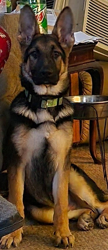 Apollo joined the competition — help win amazing prizes! ancient_dog_breeds, canidae, carnivore, collar, companion_dog, dog, dog_breed, dog_collar, dog_supply, emergency_service, firefighter, fur, leash, paw, pet_supply, working_animal, working_dog