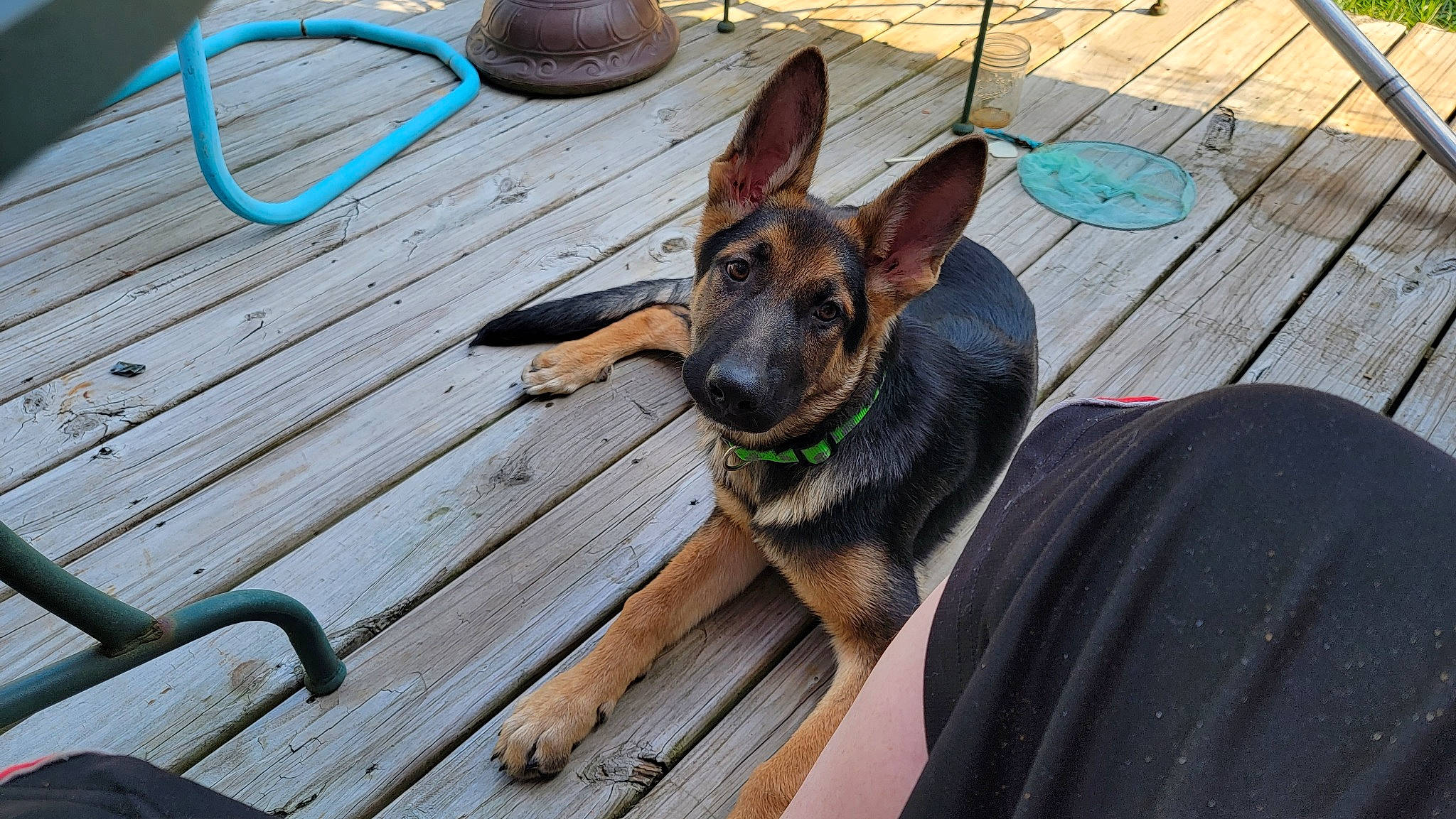 Apollo joined the competition — help win amazing prizes! canidae, carnivore, collar, companion_dog, dog, dog_breed, east_european_shepherd, fawn, german_shepherd_dog, hardwood, herding_dog, old_german_shepherd_dog, outdoor_furniture, plank, plant, snout, sporting_group, wood, wood_stain, working_animal