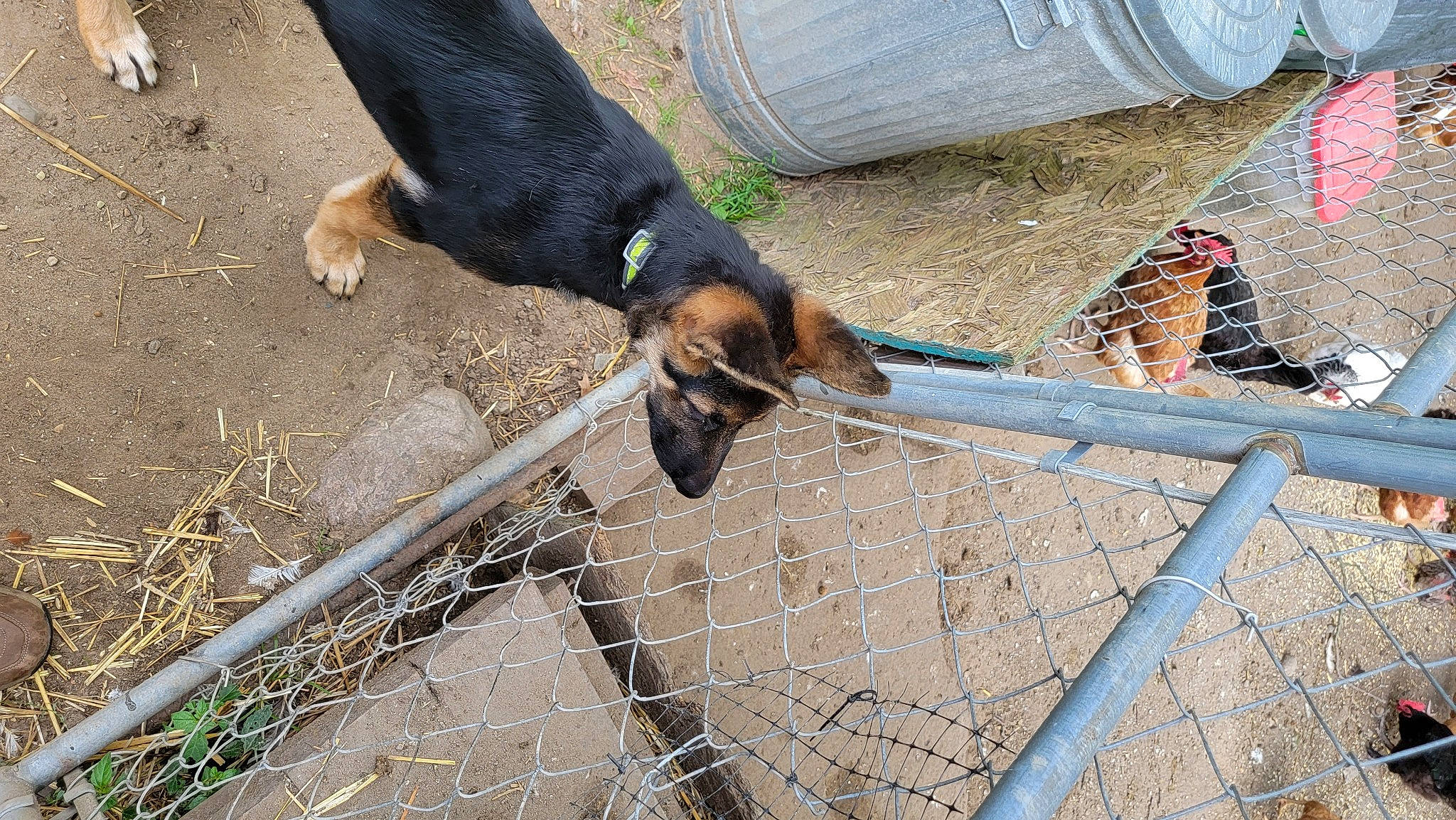 Apollo joined the competition — help win amazing prizes! canidae, carnivore, collar, companion_dog, dog, dog_breed, fence, foot, human_leg, leash, mesh, montenegrin_mountain_hound, pet_supply, snout, sporting_group, tail, terrestrial_animal, wire_fencing, working_animal, working_dog