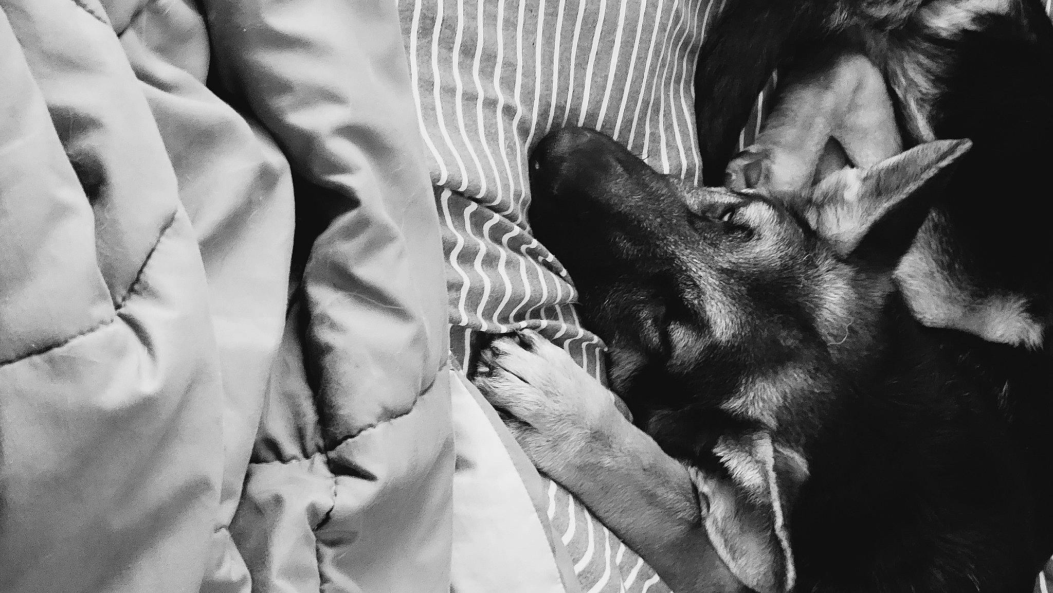 Apollo is registered to the contest to win money with this photo: black_and_white, canidae, carnivore, companion_dog, dog, dog_breed, ear, fur, gesture, grey, guard_dog, jaw, monochrome, monochrome_photography, snout, style, toy_dog, whiskers