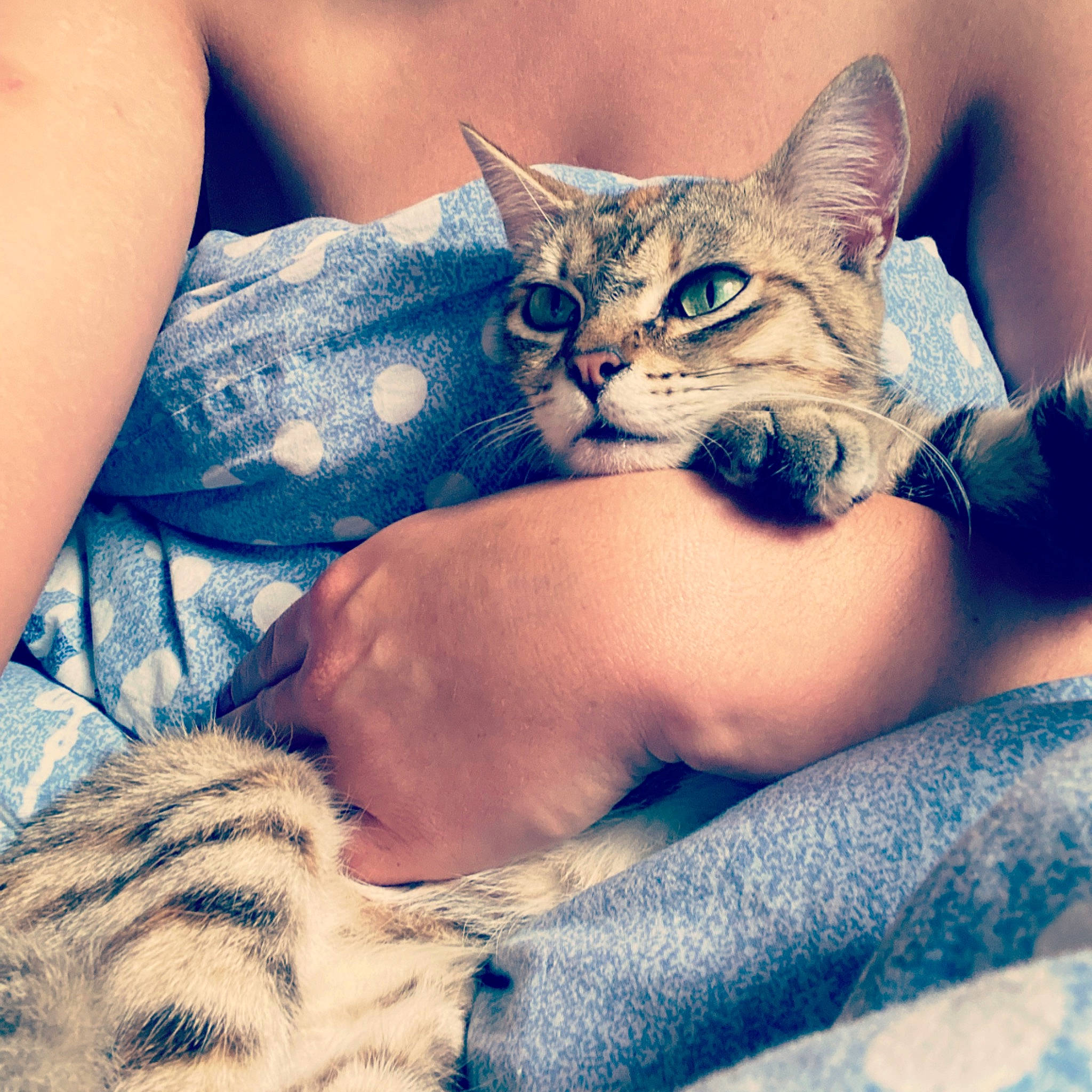 Lyra a rejoint le concours — aidez-le/la à gagner de superbes lots ! bed, carnivore, cat, cloud, comfort, cool, electric_blue, felidae, finger, fur, gesture, human_leg, linens, morning, muscle, nail, small_to_medium_sized_cats, textile, thigh, whiskers