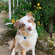 Täo a rejoint le concours — aidez-le/la à gagner de superbes lots ! animal, canine, daisy, dog, flower, grass, herbal, herbs, jar, pet, petal, plant, planter, pottedplant, pottery, puppy, soil, tree, vase, vegetation
