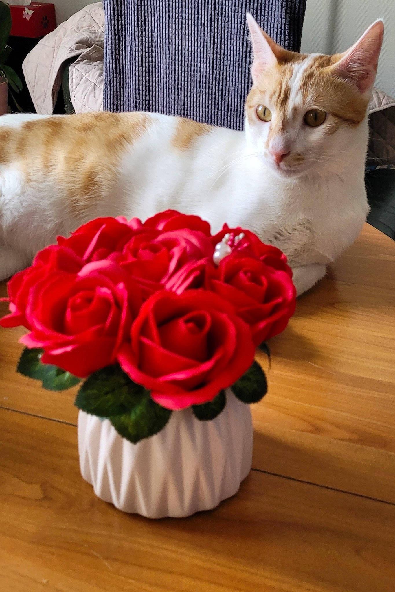 Loki participe au concours pour gagner de l'argent avec cette photo : carnivore, cat, door, felidae, floor, flooring, flower, flower_arranging, furniture, petal, pink, plant, rose, table, textile, wedding_ceremony_supply, whiskers, white, window, wood