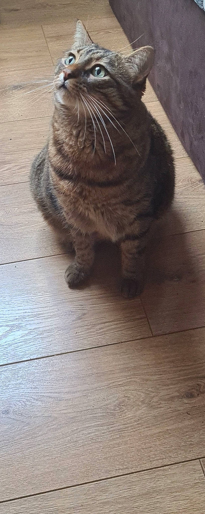 Tyson participe au concours pour gagner de l'argent avec cette photo : carnivore, cat, domestic_short_haired_cat, fawn, felidae, floor, flooring, foot, fur, grey, hardwood, paw, small_to_medium_sized_cats, snout, tail, terrestrial_animal, whiskers, window, wood, wood_stain