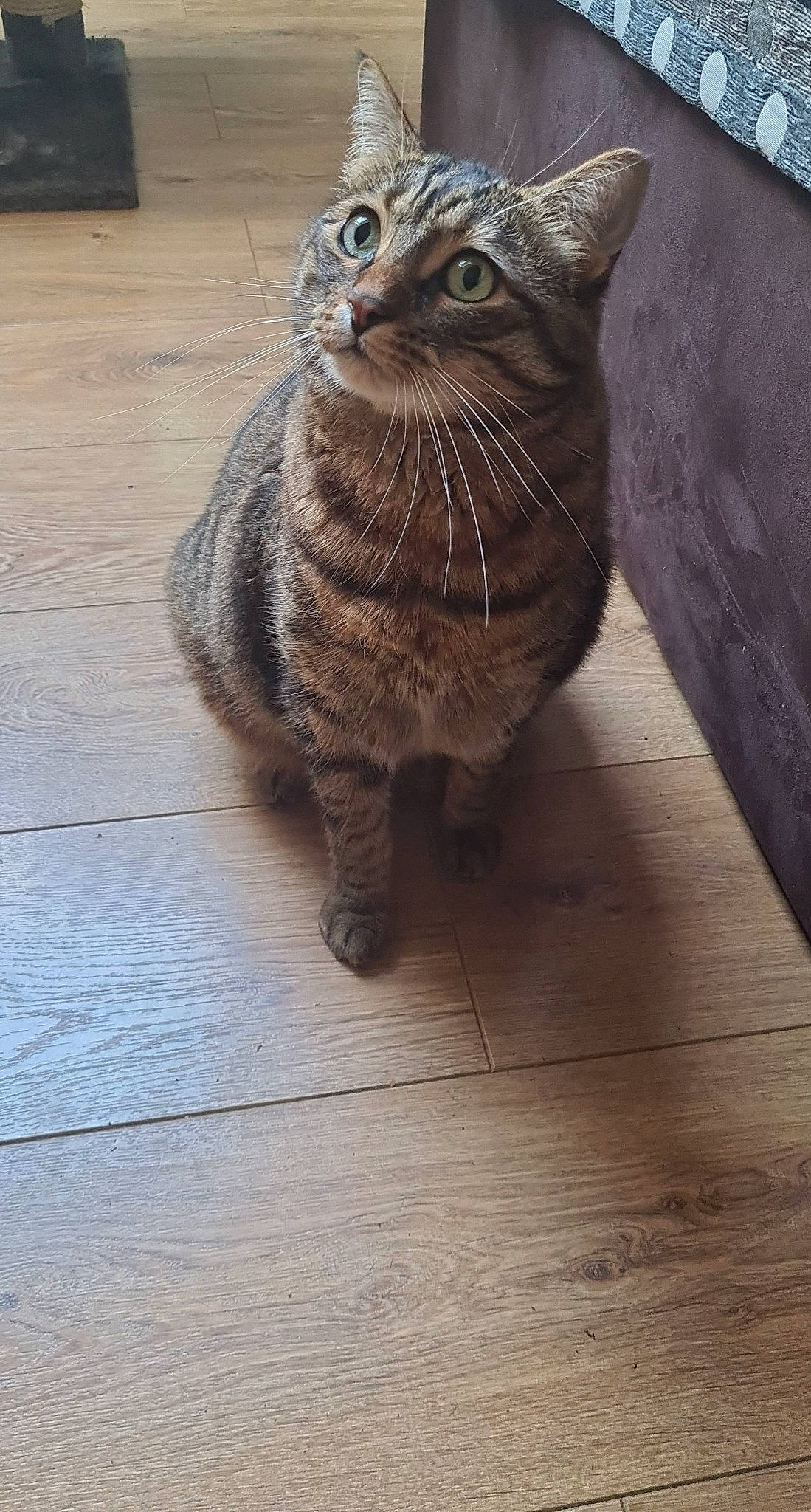 Tyson participe au concours pour gagner de l'argent avec cette photo : carnivore, cat, domestic_short_haired_cat, fawn, felidae, floor, flooring, grey, hardwood, laminate_flooring, plank, small_to_medium_sized_cats, snout, tail, terrestrial_animal, whiskers, window, wood, wood_flooring, wood_stain