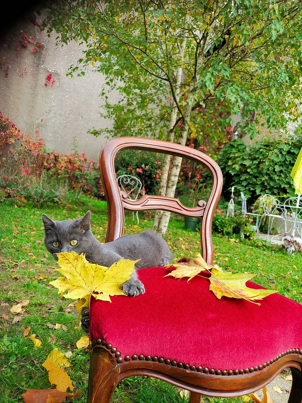 Miao a rejoint le concours — aidez-le/la à gagner de superbes lots ! armrest, botany, cat, chair, comfort, felidae, garden, grass, green, leisure, magenta, nature, outdoor_furniture, plant, rectangle, sitting, tail, terrestrial_plant, tree, wood