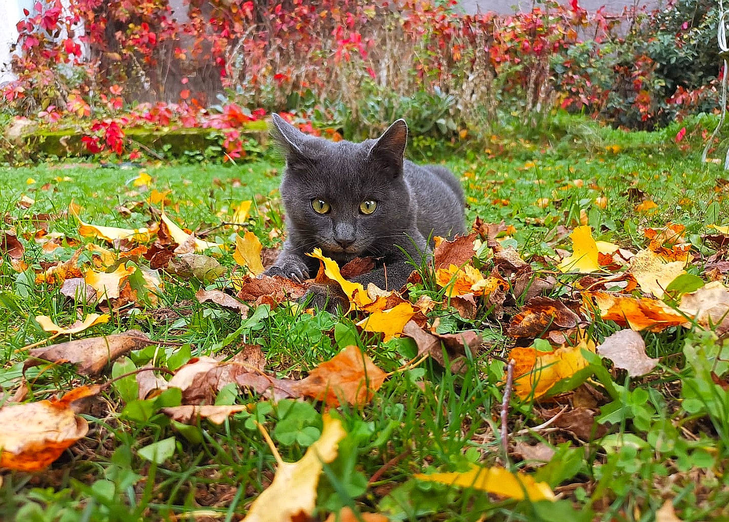 Miao participe au concours pour gagner de l'argent avec cette photo : annual_plant, black_cat, botany, carnivore, cat, deciduous, domestic_short_haired_cat, felidae, flower, flowering_plant, grass, groundcover, plant, small_to_medium_sized_cats, soil, tail, tree, vegetation, whiskers, woody_plant