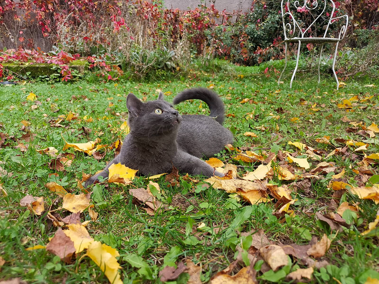 Miao a rejoint le concours — aidez-le/la à gagner de superbes lots ! annual_plant, autumn, botany, carnivore, cat, deciduous, fawn, felidae, fur, garden, grass, groundcover, landscaping, lawn, plant, shrub, small_to_medium_sized_cats, squirrel, tail, terrestrial_animal