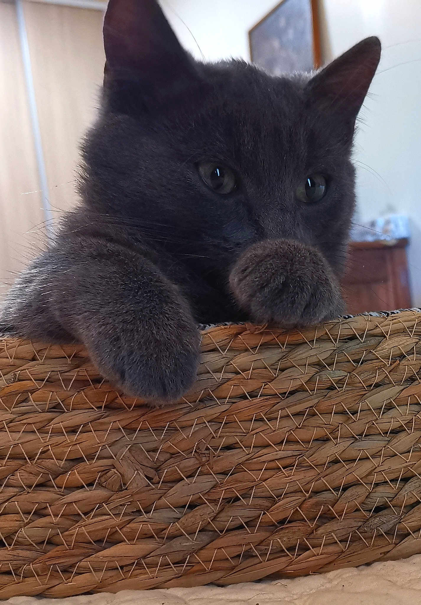 Miao