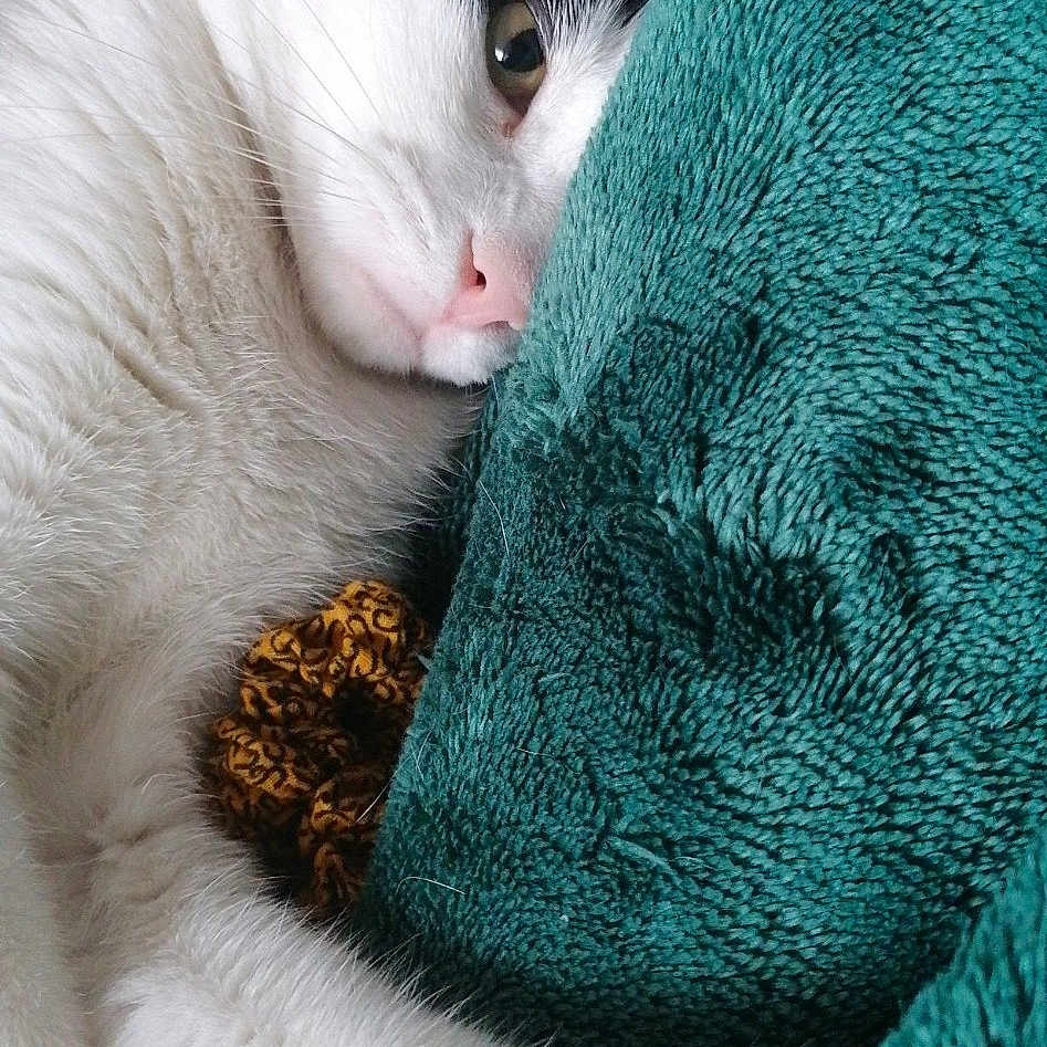 Gimli a rejoint le concours — aidez-le/la à gagner de superbes lots ! abyssinian, angora, animal, blanket, cat, couch, cushion, furniture, homedecor, indoors, kitten, linen, manx, person, pet, quilt, siamese, sleeping, towel, white