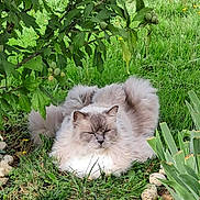 Mirage a rejoint le concours — aidez-le/la à gagner de superbes lots ! animal, cat, closeup, cute, fluffy, fur, garden, grass, greenery, leafy, mammal, nature, outdoor, peaceful, pet, plants, relaxed, resting, rocks, sleeping