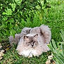 animal, cat, closeup, cute, fluffy, fur, garden, grass, greenery, leafy, mammal, nature, outdoor, peaceful, pet, plants, relaxed, resting, rocks, sleeping