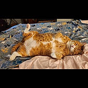 Snickers joined the competition — help win amazing prizes! cat, orange_tabby, sleeping, relaxed, blanket, paw_prints, bed, indoor, fur, cute, pet, cozy, domestic_cat, whiskers, paws, resting, animal, feline, fluffy, content