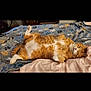 cat, orange_tabby, sleeping, relaxed, blanket, paw_prints, bed, indoor, fur, cute, pet, cozy, domestic_cat, whiskers, paws, resting, animal, feline, fluffy, content