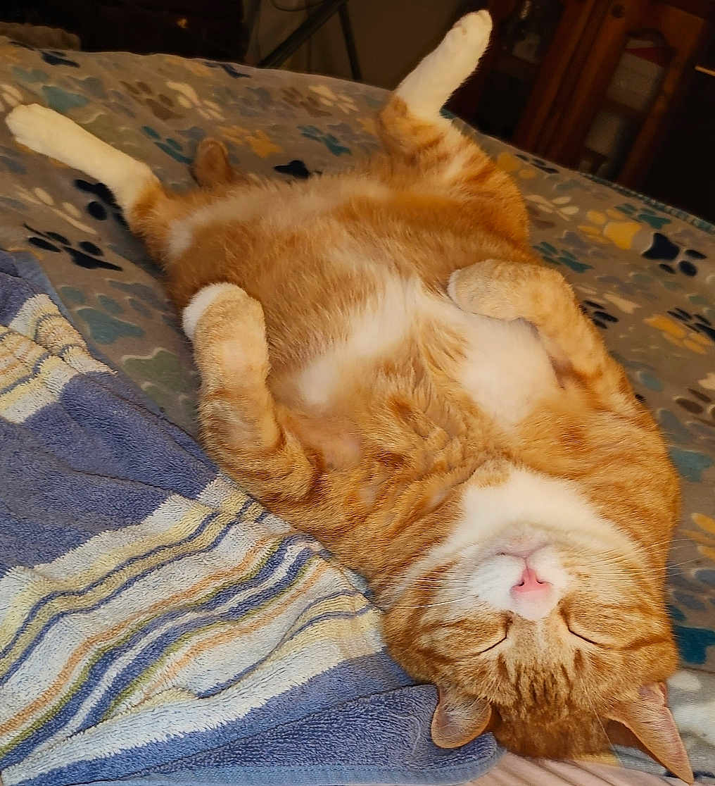 Snickers