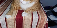 Snickers is registered to the contest to win money with this photo: cat, ginger_cat, white_paws, striped_blanket, indoor, furniture, pet, animal, relaxed, alert, home, cozy, table, blanket, fur, whiskers, ears, paws, domestic_cat, resting