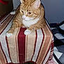 cat, ginger_cat, white_paws, striped_blanket, indoor, furniture, pet, animal, relaxed, alert, home, cozy, table, blanket, fur, whiskers, ears, paws, domestic_cat, resting