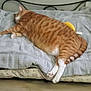 cat, orange_tabby, sleeping, blanket, bed, indoor, feline, striped, white_paws, resting, cozy, pet, animal, fur, domestic_cat, relaxed, cute, home, soft, napping