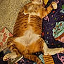 cat, orange_cat, white_fur, sleeping, bed, quilt, patterned_bedspread, relaxed, pet, indoor, feline, paw, fluffy, cute, resting, animal, domestic_cat, cozy, lying_down, fur