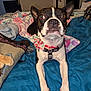 Lucy is registered to the contest to win money with this photo: dog, boston_terrier, pet, bed, blanket, paw, cat_paw, collar, bow, indoor, furniture, room, fur, animal, cute, looking_up, pink, blue, textile, domestic