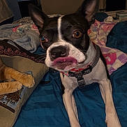 Lucy joined the competition — help win amazing prizes! dog, boston_terrier, cat_paws, bed, blanket, pillow, indoor, pet, animal, tongue_out, close_up, fur, collar, blue_bedspread, decor, cozy, resting, furniture, cute, funny_face