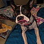 dog, boston_terrier, cat_paws, bed, blanket, pillow, indoor, pet, animal, tongue_out, close_up, fur, collar, blue_bedspread, decor, cozy, resting, furniture, cute, funny_face