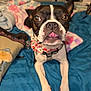 Lucy joined the competition — help win amazing prizes! dog, boston_terrier, pet, bow_tie, tongue, bed, blanket, pillow, indoor, cute, animal, canine, fur, ears, eyes, snout, resting, looking, domestic, collar