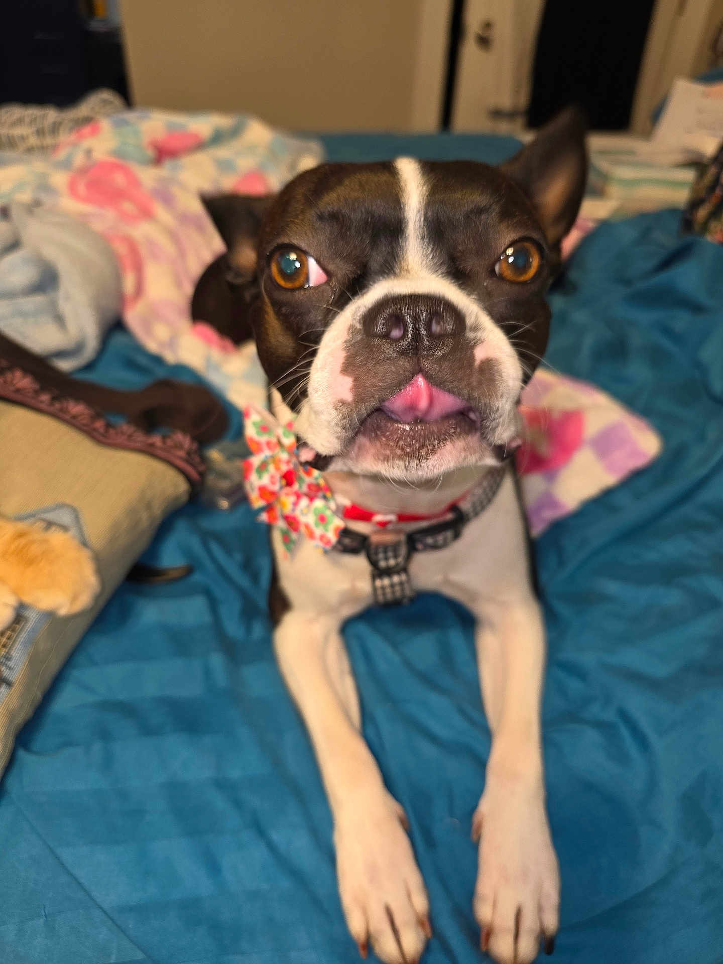 Lucy joined the competition — help win amazing prizes! dog, boston_terrier, pet, bow_tie, tongue, bed, blanket, pillow, indoor, cute, animal, canine, fur, ears, eyes, snout, resting, looking, domestic, collar