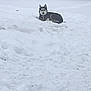 dog, husky, snow, winter, outdoor, animal, canine, nature, cold, fur, pet, lying_down, tree, forest, white, quiet, daytime, wildlife, mammal, serene