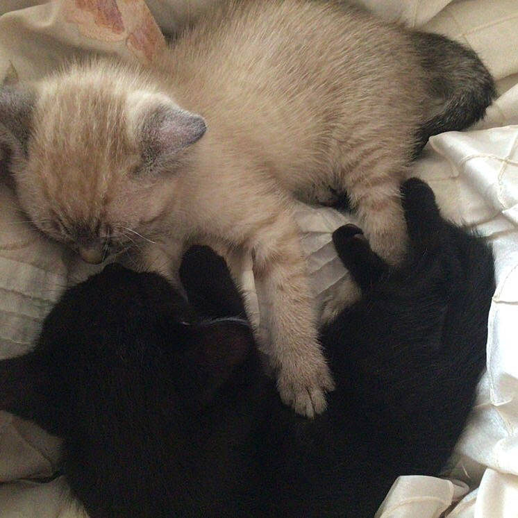 Nova joined the competition — help win amazing prizes! balinese, carnivore, cat, cat_supply, claw, comfort, domestic_short_haired_cat, fang, fawn, felidae, fur, nap, paw, siamese, sleep, small_to_medium_sized_cats, snout, tail, thai, whiskers