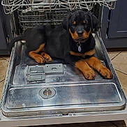 Loki joined the competition — help win amazing prizes! rottweiler, puppy, dog, dishwasher, kitchen, floor, tile, appliance, pet, animal, indoor, black_and_tan, cute, young, lying_down, domestic, household, collar, curious, resting