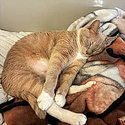 Howard is registered to the contest to win money with this photo: cat, sleeping, ginger_cat, white_paws, blanket, cozy, indoor, pet, fur, resting, cute, animal, feline, soft_texture, home, relaxation, comfort, nap, peaceful, domestic_cat