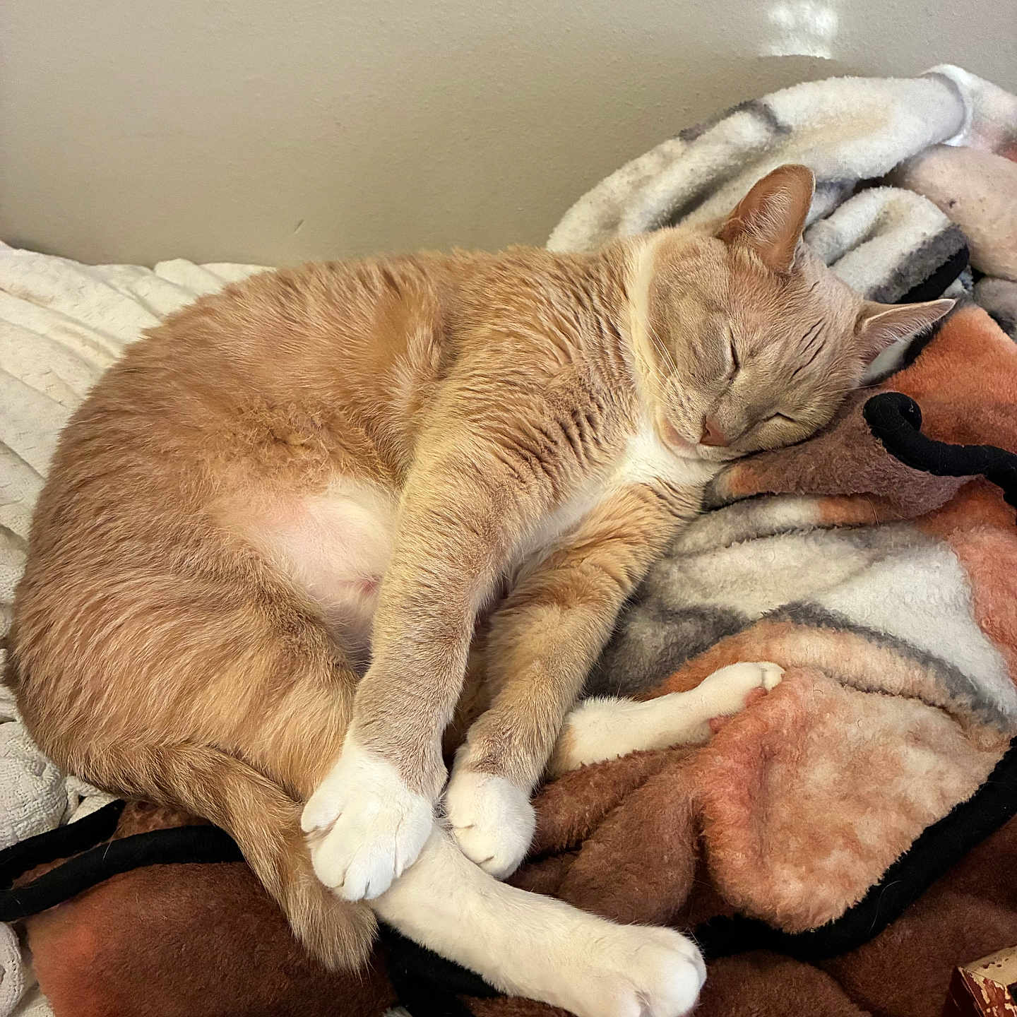 Howard is registered to the contest to win money with this photo: cat, sleeping, ginger_cat, white_paws, blanket, cozy, indoor, pet, fur, resting, cute, animal, feline, soft_texture, home, relaxation, comfort, nap, peaceful, domestic_cat