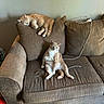 Howard joined the competition — help win amazing prizes! animal, carpet, cat, cats, charging_cable, couch, cushion, funny_pose, furniture, home, indoor, living_room, lounging, orange_cat, pet, relaxed, sitting, sleeping, sofa, tabby