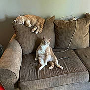 Howard is registered to the contest to win money with this photo: animal, armchair, carpet, cat, cats, chair, charging_cable, couch, cushion, fluffy, furniture, indoor, living_room, orange_cat, pet, portrait, relaxed, sitting_cat, sleeping_cat, tabby