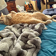 Sheldon is registered to the contest to win money with this photo: cat, orange_cat, bed, blanket, blue_bedspread, furniture, chair, clothing, bag, indoor, relaxed, lying_down, cozy, pet, fur, domestic_animal, carpet, room, casual, home